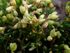 Spergularia rubra