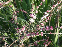 Hypocalymma angustifolium