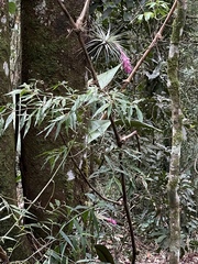 Tillandsia stricta