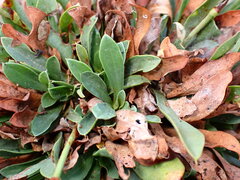 Limonium ramosissimum