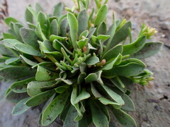 Spergularia rubra