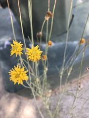 Thelesperma megapotamicum