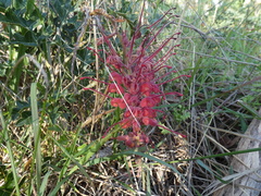 Grevillea bipinnatifida