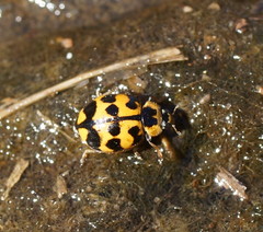 Harmonia octomaculata
