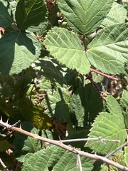 Rubus armeniacus