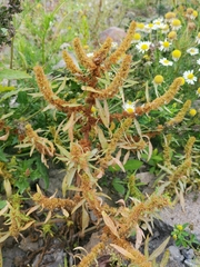 Rumex maritimus