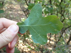 Quercus stellata