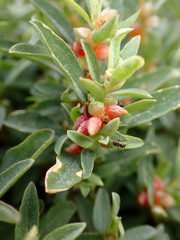 Atriplex semibaccata