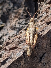 Melanoplus montanus