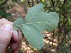 Quercus stellata