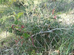 Grevillea bipinnatifida
