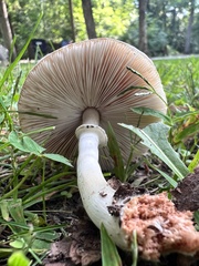 Leucoagaricus leucothites