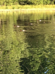 Mergus merganser americanus
