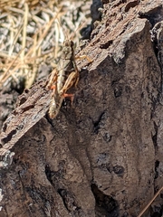 Melanoplus montanus