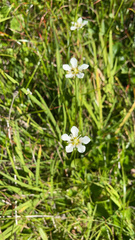 Parnassia fimbriata