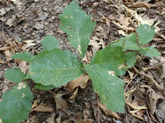 Quercus muehlenbergii