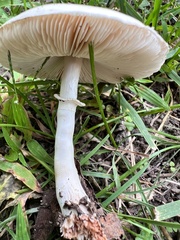 Leucoagaricus leucothites