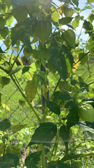 Physalis angulata