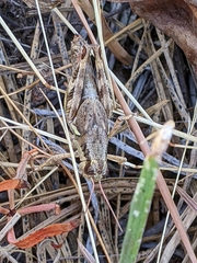 Melanoplus montanus