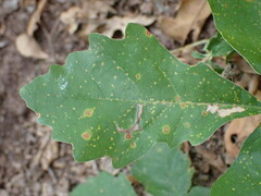 Quercus muehlenbergii