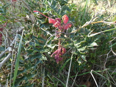 Grevillea bipinnatifida