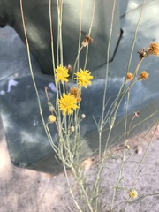 Thelesperma megapotamicum