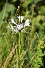 Centaurea napulifera