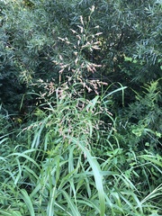 Sorghum halepense