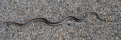 Thamnophis cyrtopsis