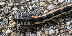 Thamnophis cyrtopsis