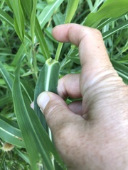 Sorghum halepense
