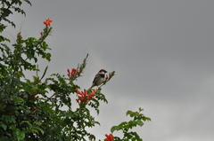 Passer hispaniolensis