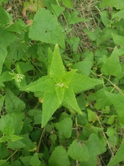 Brickellia grandiflora
