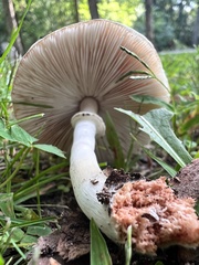 Leucoagaricus leucothites