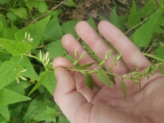 Brickellia grandiflora
