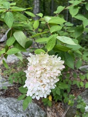 Hydrangea