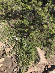 Pultenaea tenuifolia
