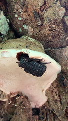 Bolitotherus cornutus