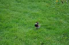Passer hispaniolensis