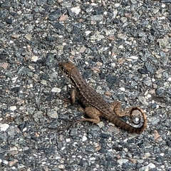 Leiocephalus carinatus