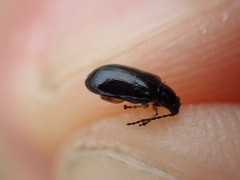 Lysathia ludoviciana