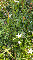 Parnassia fimbriata