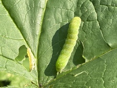 Euplexia