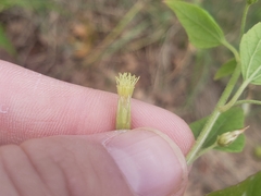 Brickellia grandiflora