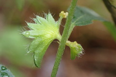 Acalypha monococca