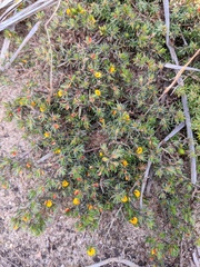 Pultenaea tenuifolia