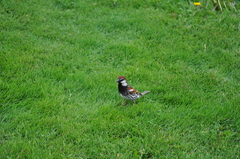 Passer hispaniolensis