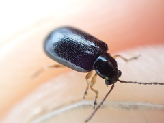 Lysathia ludoviciana