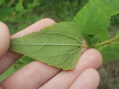Brickellia grandiflora