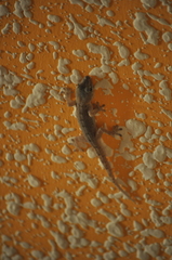 Tarentola delalandii